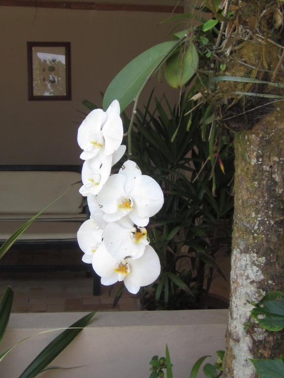 Hotel Pousada Ancoradouro Ubatuba Dış mekan fotoğraf